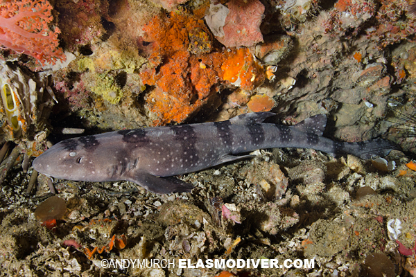 Whitespotted Bamboo Shark