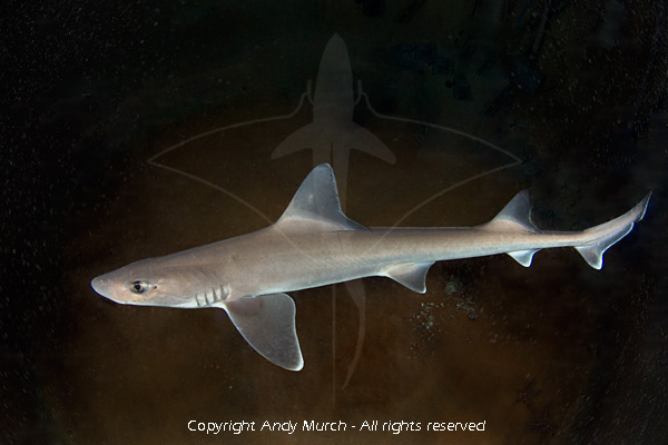 smooth dogfish shark