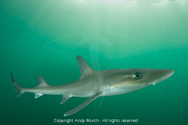 dusky smoothhound shark