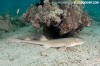 Arabian Bamboo Shark