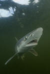 Atlantic sharpnose shark