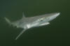 Atlantic Sharpnose Shark released by researchers