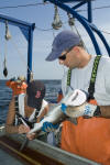 Atlantic Sharpnose Shark Tagging