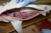 Atlantic Sharpnose Shark Testis