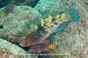 Azure Parrotfish