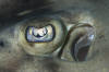 Banded Guitarfish Eye picture