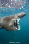 basking shark