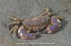 Black Clawed Crab
