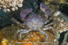 Black Clawed Crab