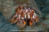 Blackeyed Hermit Crab 