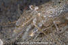Blacktail Shrimp