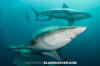 Blacktip Shark