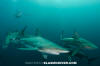 Blacktip Shark 5