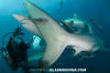 Blacktip Shark 014