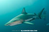 Blacktip Shark