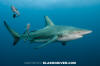 Blacktip Shark