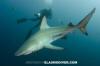 Blacktip Shark