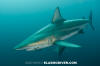 Blacktip Shark