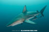 Blacktip Shark 050