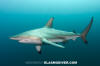 Blacktip Shark