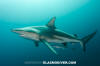 Blacktip Shark 059