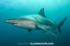 Blacktip Shark