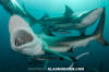 Blacktip Shark 66