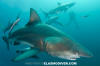 Blacktip Shark