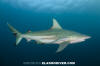 Blacktip Shark