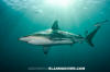 Blacktip Shark 100