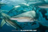 Blacktip Shark