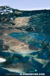 Blacktip Shark