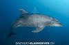 bottlenose dolphin