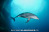 Bottlenose Dolphin