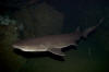 broadnose sevengill shark