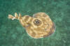 Bullseye Electric Ray picture