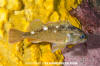 Cape Redfish