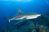 Caribbean Reef Shark 