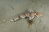 Chain catshark aka chain dogfish