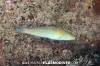 Chameleon Wrasse