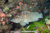 Clipperton Grouper