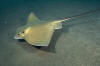 Common Eagle Ray picture