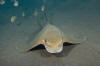 Common Eagle Ray picture