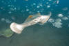 Common Stingray pic