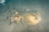 Common Stingray photograph