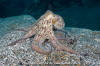 Common Octopus 020