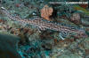 Coral Catshark