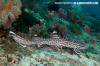 Coral Catshark