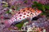 Coral Hawkfish