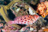 Coral Hawkfish